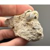 Fossilized snail – Tuchorice, CZ