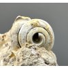 Fossilized snail – Tuchorice, CZ