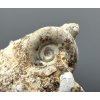 Fossilized snail – Tuchorice, CZ