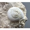 Versteinerte Schnecke – Tuchorice, CZ