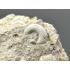 Versteinerte Schnecke – Tuchorice, CZ