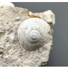 Fossilized snail – Tuchorice, CZ