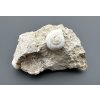 Fossilized snail – Tuchorice, CZ