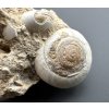 Fossilized snail – Tuchorice, CZ