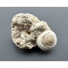 Fossilized snail – Tuchorice, CZ