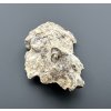 Fossilized snail – Tuchorice, CZ