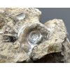 Fossilized snail – Tuchorice, CZ