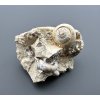 Fossilized snail – Tuchorice, CZ