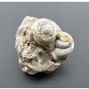 Fossilized snail – Tuchorice, CZ