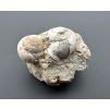 Fossilized snail – Tuchorice, CZ