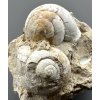 Fossilized snail – Tuchorice, CZ