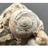 Fossilized snail – Tuchorice, CZ