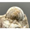 Fossilized snail – Tuchorice, CZ