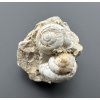 Fossilized snail – Tuchorice, CZ