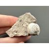 Fossilized snail – Tuchorice, CZ