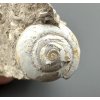 Fossilized snail – Tuchorice, CZ