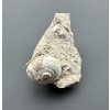 Fossilized snail – Tuchorice, CZ