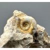 Fossilized snail – Tuchorice, CZ