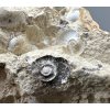 Fossilized snail – Tuchorice, CZ