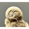 Fossilized snail – Tuchorice, CZ