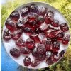 Böhmischer Granat (pyrop) in der Box – Vestrev u Hostinneho, CZ