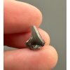 Fossil shark's tooth – Upohlavy, CZ