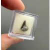 Fossil shark's tooth – Upohlavy, CZ