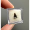 Fossil shark's tooth – Upohlavy, CZ