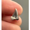Fossil shark's tooth – Upohlavy, CZ