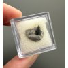 Fossil shark's tooth – Upohlavy, CZ