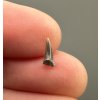 Fossil shark's tooth – Upohlavy, CZ