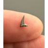 Fossil shark's tooth – Upohlavy, CZ