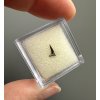Fossil shark's tooth – Upohlavy, CZ