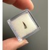 Fossil shark's tooth – Upohlavy, CZ