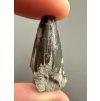 Fossil shark's tooth – Upohlavy, CZ