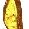 Insekten im Bernstein – Litauen