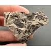Fossile Flora – Most, CZ