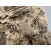 Fossil flora  – Most, CZ