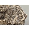 Fossil flora  – Most, CZ