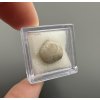Fossilized bivalve – Upohlavy, CZ