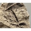 Fossil flora  – Most, CZ