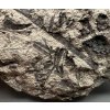 Fossil flora  – Most, CZ