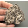 Fossil flora  – Most, CZ
