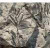 Fossil flora  – Most, CZ