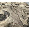 Fossile Flora – Most, CZ