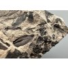 Fossil flora  – Most, CZ