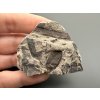 Fossil flora  – Most, CZ