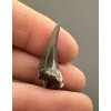Fossil shark's tooth – Upohlavy, CZ