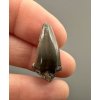 Fossil shark's tooth – Upohlavy, CZ