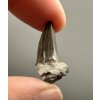 Fossil shark's tooth – Upohlavy, CZ